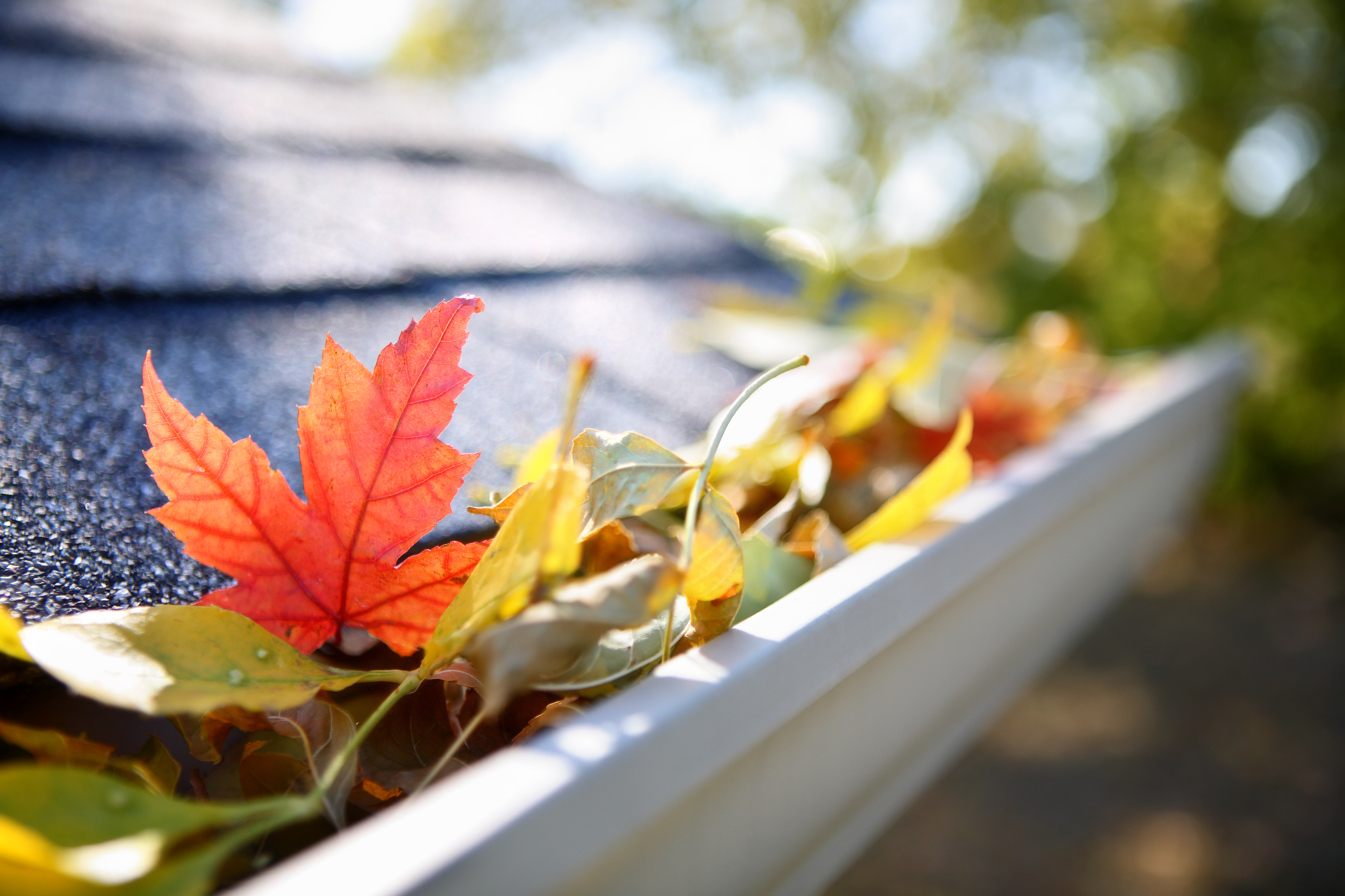 A houses roof gutter full of leaves