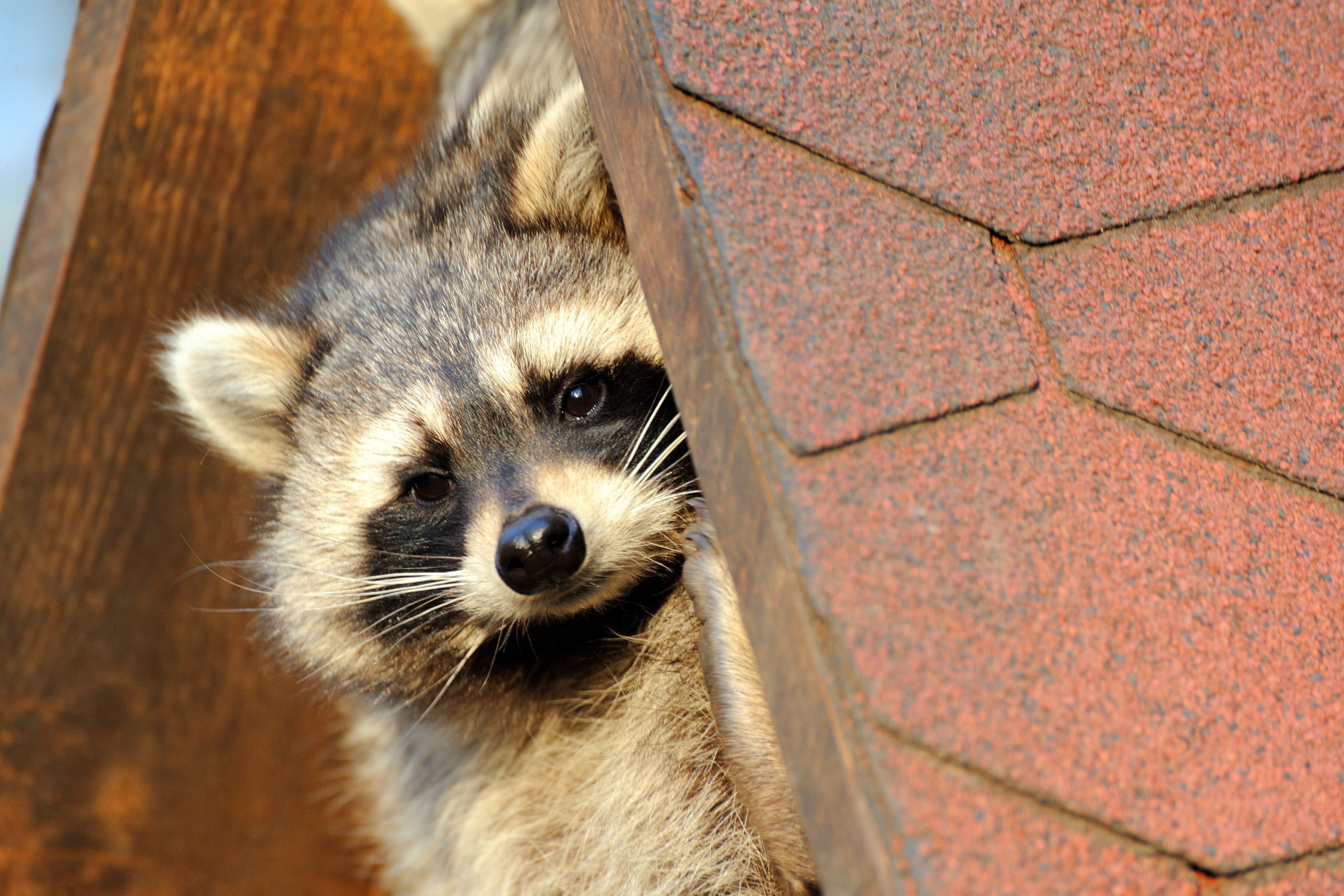 A racoon hiding on a house roof